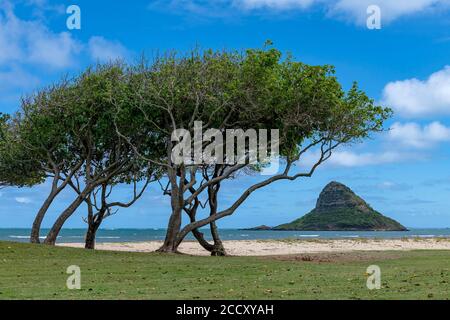 Mokoli'i Island (previously known as the outdated term 'Chinaman's Hat'), with trees on the beach, Oahu, Hawaii, USA Stock Photo