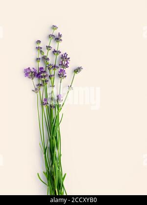 Sprigs of blooming fresh lavender on a light pastel background. Copy cpase. Flat lay. Top view. Vertical crop. Stock Photo