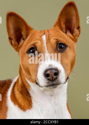Basenji or Congo Terrier (Canis lupus familiaris), animal portrait, young animal, 6 months, red-white, studio recording, Austria Stock Photo