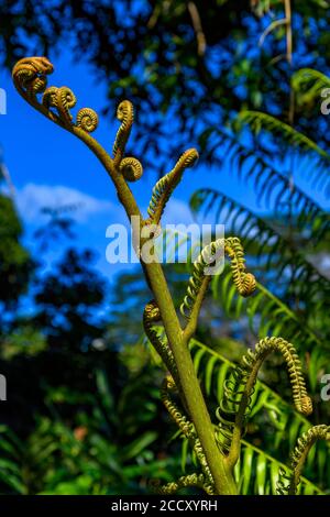 Tree fern, Rainbow Falls, Hilo, Big Island, Hawaii Stock Photo