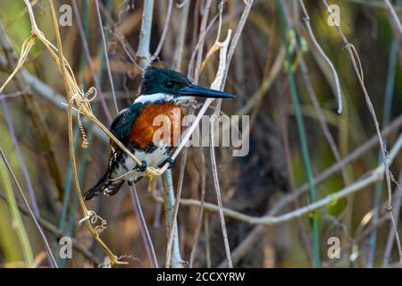 Ringed kingfisher (Megaceryle torquata), Pantanal, Mato Grosso, Brazil Stock Photo