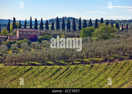 Landscape of Tuscany, wine (), olives (Olea europaea), cypresses (Cupressus sempervirens), vines, vineyard, Chianti, olive grove, Tuscany, Italy Stock Photo