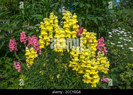 Common snapdragon (Antirrhinum majus ), Mecklenburg-Western Pomerania, Germany Stock Photo