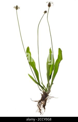 Ribwort plantain (Plantago lanceolata) on white background, Germany Stock Photo