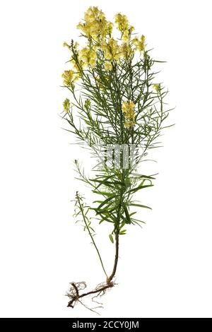 Common toadflax (Linaria vulgaris) on white background, Germany Stock Photo