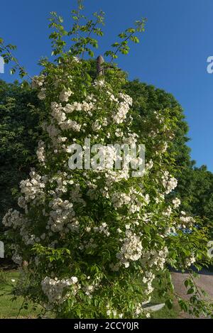Flowering climbing rose on a telegraph pole, Mecklenburg-Western Pomerania, Germany Stock Photo