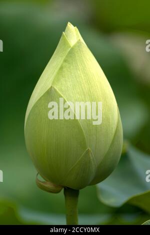Bud of a Lotus (Nelumbo), Botanical Garden Erlangen, Bavaria, Germany Stock Photo