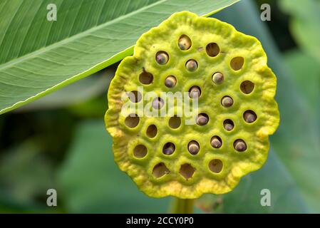 Seed status of a Lotus (Nelumbo), Botanical Garden Erlangen, Bavaria, Germany Stock Photo