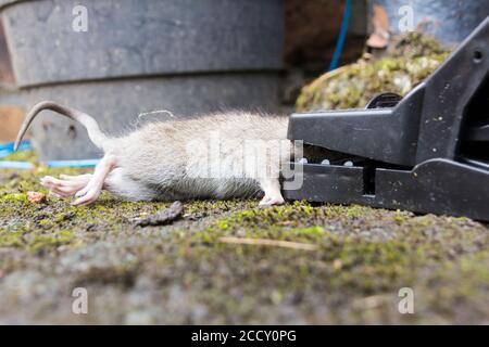 Small, immature dead rat, a common or brown rat (Rattus norvegicus), caught in a rat trap outside a house in the UK. Stock Photo