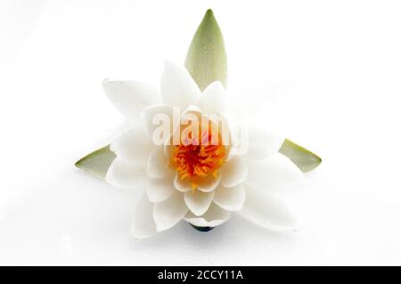 Water lily (Nymphaea hybrid Marliacea rosea), flower, studio recording, Germany Stock Photo