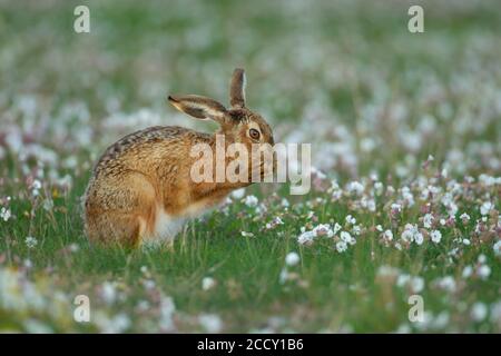Brown hare (Lepus europaeus) adult washing it's face in a summer flower meadow, Suffolk, England, United kingdom Stock Photo
