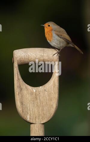 European robin (Erithacus rubecula) perched on a garden fork handle, Suffolk, England, United kingdom Stock Photo