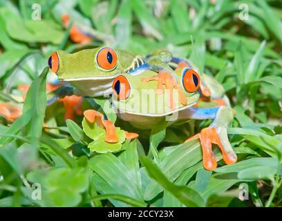 Red-eyed tree frogs (Agalychnis callidryas) on green trunk, Sarapiqui, Costa Rica Stock Photo
