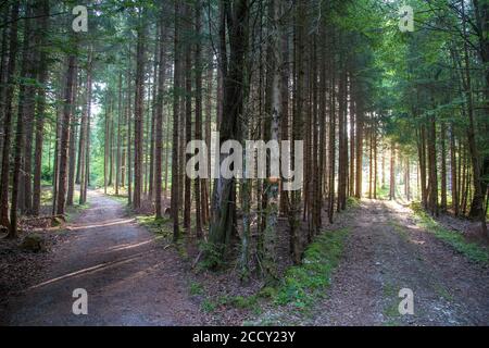 Fork in the road, morning mood in the forest, Aying, Bavaria, Germany Stock Photo