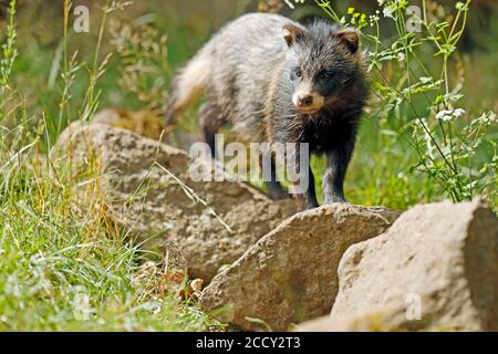 Raccoon dog (Nyctereutes procyonoides) Puppy stands on stone, Germany Stock Photo