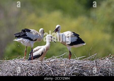 White Stork (Ciconia ciconia), young birds, Germany Stock Photo