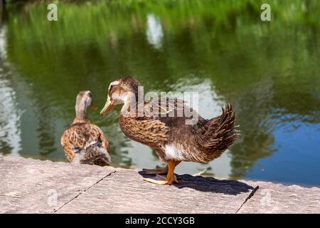 Duck close-up by the pond Stock Photo