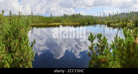 Bogs and small lakes in Latschenfilz area, Bavarian Forest National Park, Germany. Dead forest and natural forest regeneration without human intervent Stock Photo