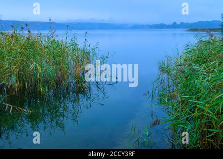 Reed on the shore of the lake Breiter Luzin at the blue hour, Feldberger Seenlandschaft, Mecklenburg Vorpommern, Germany Stock Photo