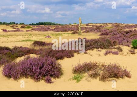 Pines and flowering (Calluna vulgaris) on sandy soil in the Hooge Veluve National Park, dune landscape, Hoenderloo, Netherlands Stock Photo