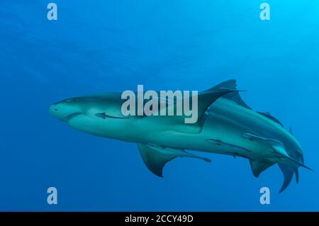 Lemon shark (Negaprion brevirostris), Tiger beach, Atlantic Ocean, Bahamas Stock Photo