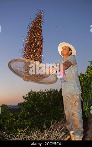 Coffee worker separates coffee cherries from chaff using a basket, Coffee plantations near Carmo de Minas, Minas Gerais, Brazil Stock Photo