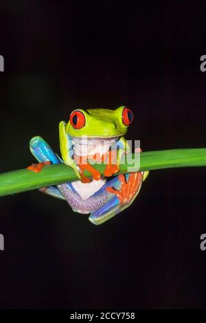 Red-eyed tree frog (Agalychnis callidryas) on green trunk, Sarapiqui, Costa Rica