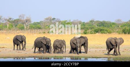 Straight line of elephants next to a waterhole with a nice pale blue sky and natural bush background in Hwange National Park, Zimbabwe