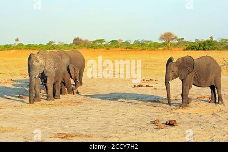 Three elephants on the african plains with anatural tree lined background in Hwange National Park, Zimbabwe Stock Photo