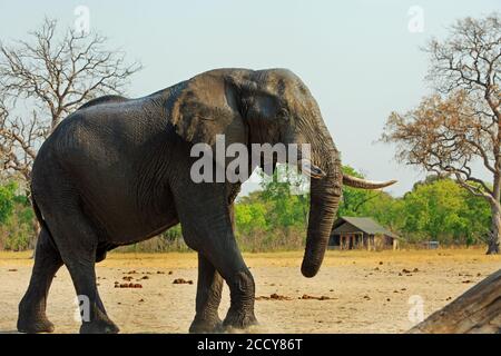 African Wild Elephant walking through the camp grounds with a safari lodge in the background. Makololo Plains Hwange National Park, Zimbabwe