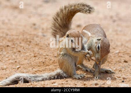 Cape ground squirrels (Xerus inauris), adult and young, feeding on a thorny twig, Kgalagadi Transfrontier Park, Northern Cape, South Africa, Africa Stock Photo