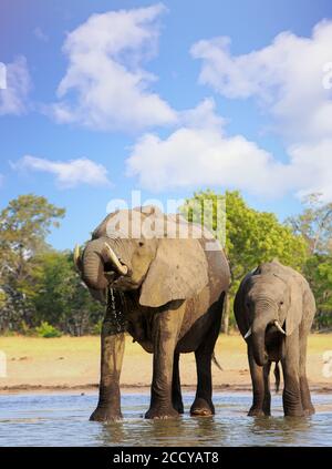 Little and Large Elephant drinking at a waterhole, with trunk curled into mouth with water droplets dripping.  Hwange National Park, Zimbabwe