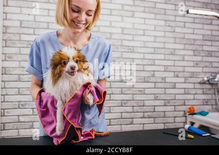 little dog at grooming procedures, pet get beauty procedures in salon. professional care of dogs. woman wipes the dog with towel Stock Photo