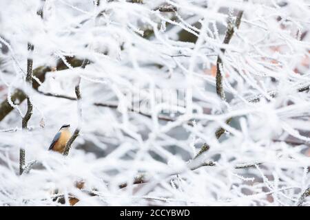 European Nuthatch (Sitta europaea caesia) in Germany. Stock Photo