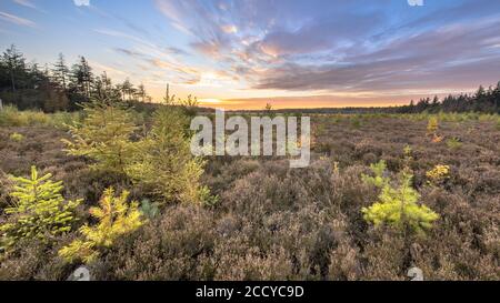 Heathland landscape with bright colored larch (Larix decidua) trees under vivid blue clouded sky at sunset, Drenthe, Netherlands Stock Photo