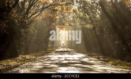 Rural road through forest on misty morning with sun rays or sun harp shining through foliage Stock Photo