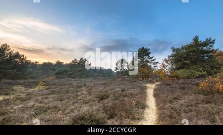 Walking path through heathland on an evening in november under autumn light. Gasteren, Drenthe, the Netherlands Stock Photo