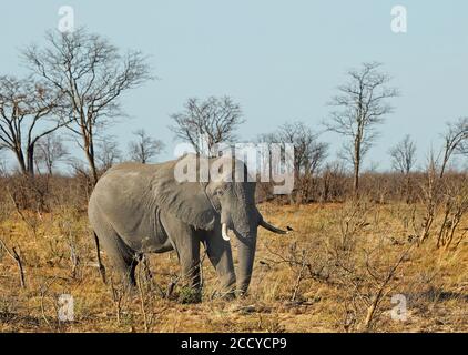 Large African Elephant walking through the African Bushveld in Hwange National Park, Zimbabwe