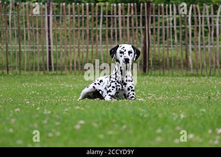 Dalmatian puppy portrait in the garden