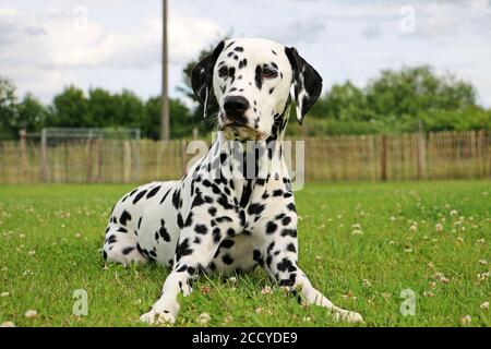 Dalmatian puppy portrait in the garden