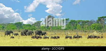 Panorama of African Elephants and Wildebeest grazing on the Plains with a clear blue sky in Hwange National Park, Hwange Stock Photo