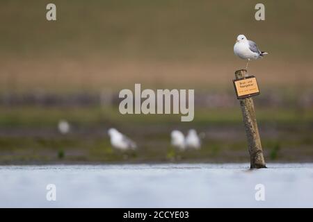 Common Gull (Larus canus canus) adult perched on nature reserve sign in Wadden Sea of Germany. Stock Photo