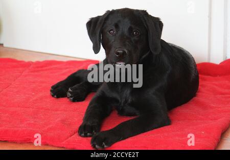 Black labrador retriever is lying in the living room Stock Photo