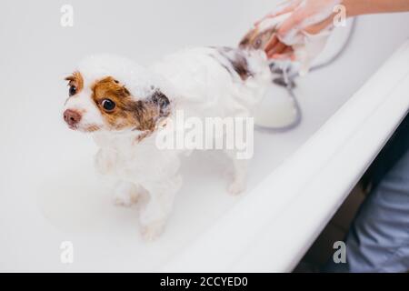 professional groomer carefully wash the dog in bath, before grooming procedure. little puppy spitz get used to such procedures, dog pet behaves calmly Stock Photo