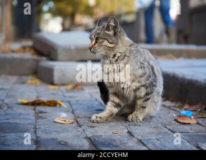 Stray cat in the street of old town Tbilisi, Georgia on Autumn day in November 2018. Stock Photo