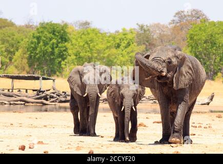 Three African Elephants standing on the dry dusty savannah, one has it's trunk curled as if scratching its ear. There is a camp hide in the background Stock Photo