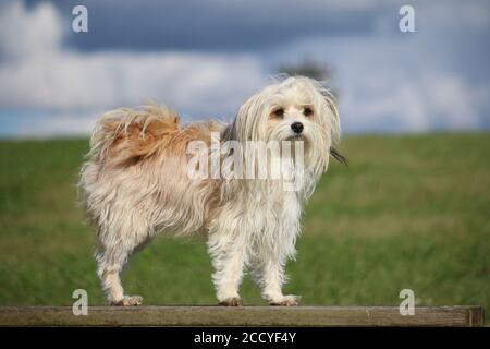 Chinese crested powder puff shops yorkie mix