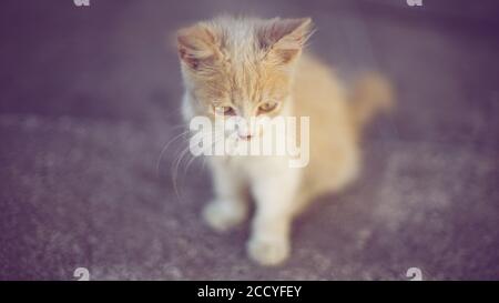 Lovely fluffy beige kitten sitting on the road Stock Photo