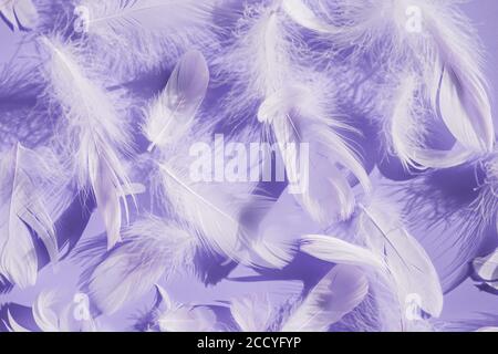 White fluffy bird feathers on purple Stock Photo