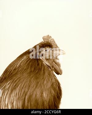 Guernsey. Agriculture. Poultry. Side view close up of hen's head. Stock Photo